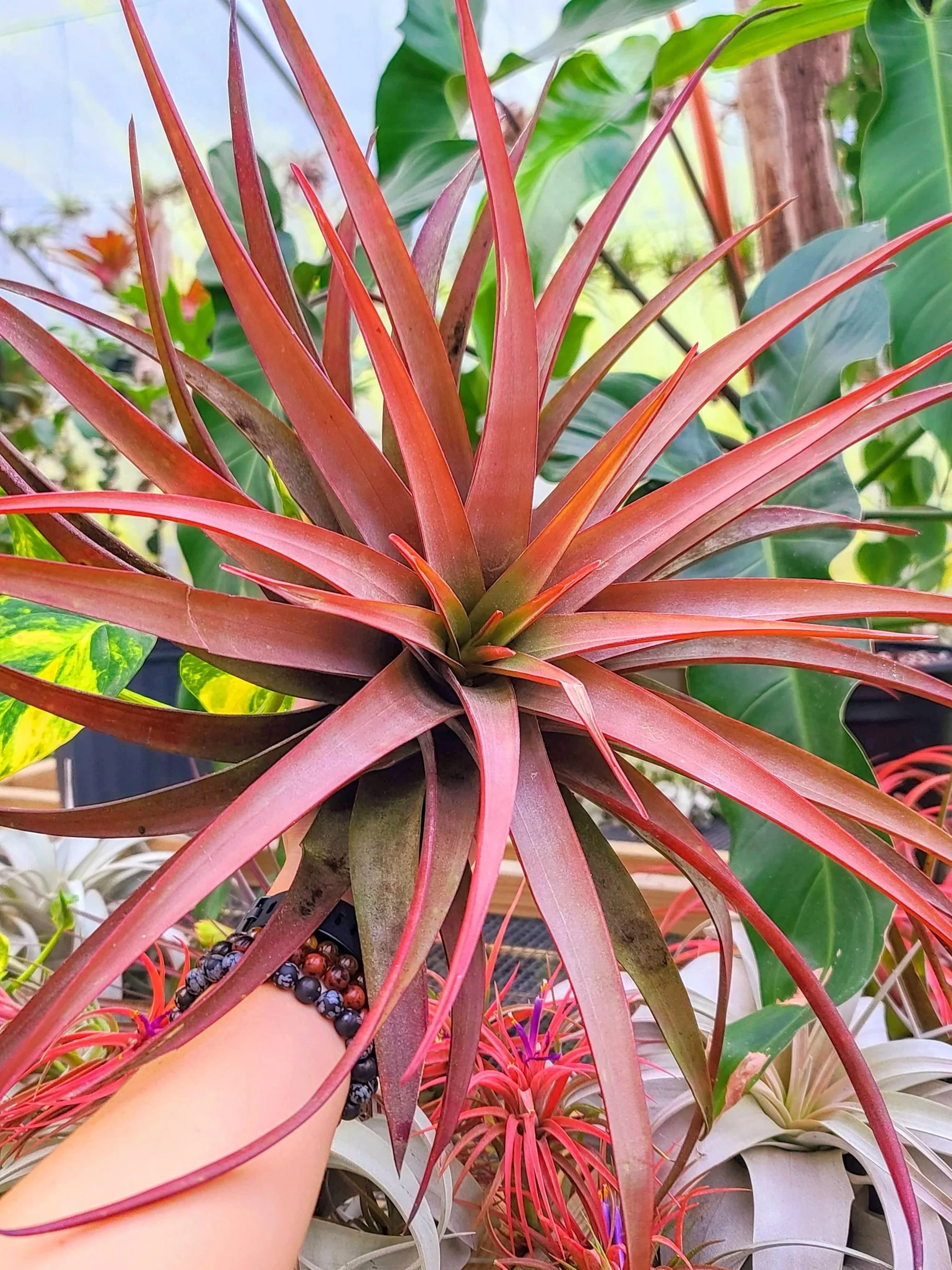 Tillandsia flabellata red giant 9